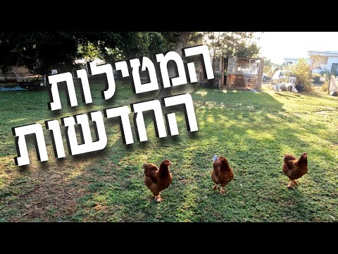 התרנגולות הצעירות שלנו התחילו להטיל ביצים