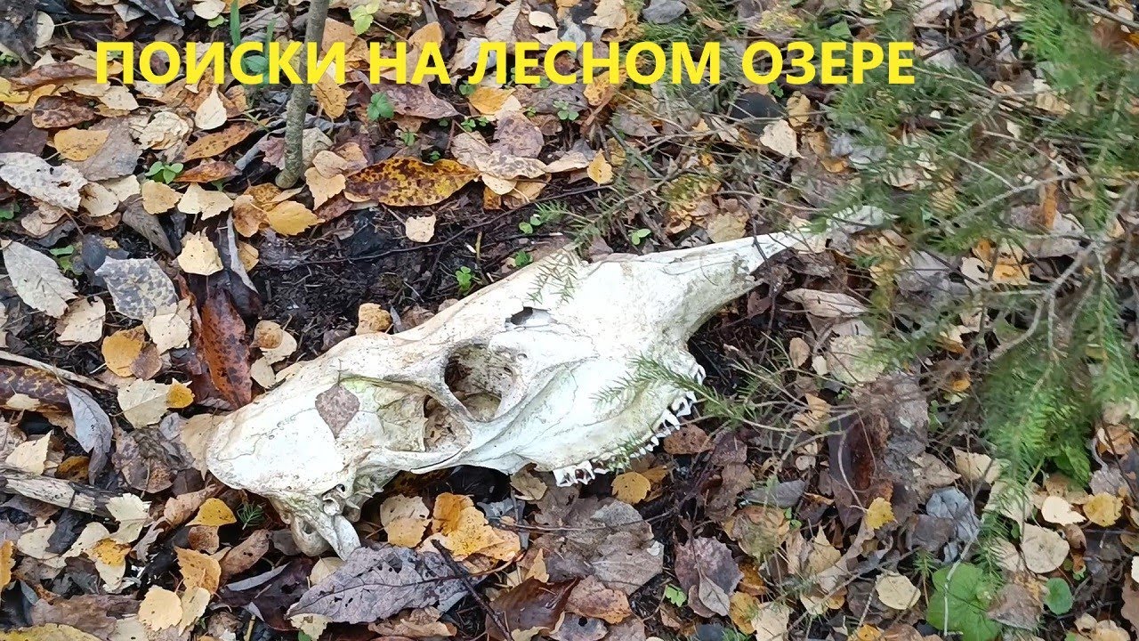 Поиск на берегу лесного озера - YouTube