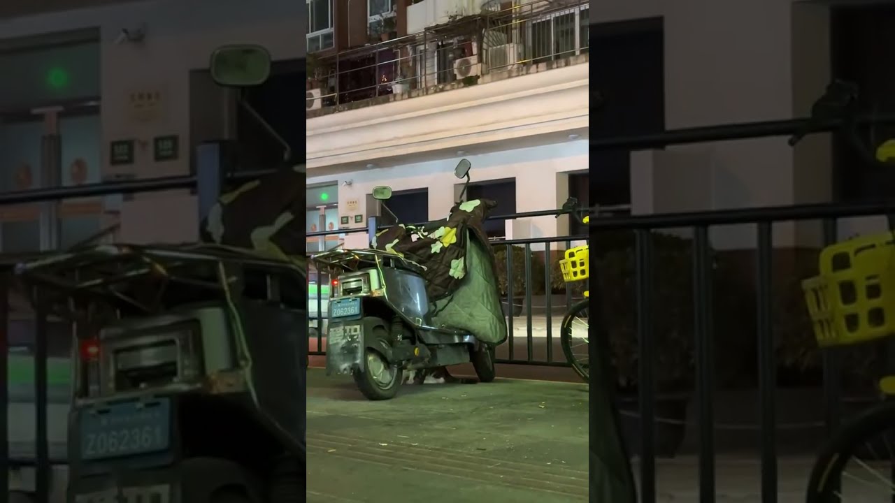 Free Street Cat Live Replay丨街貓直播回放