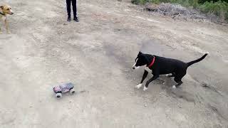 R/C car and a cute dog - car chasing at its best! by Grzegorz Tokarski 533 views 2 years ago 1 minute, 13 seconds