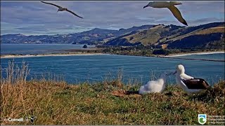 Royal Cam Albatross ~ OGK Back Two Days In A Row! Squeals Of Delight As Dad Feeds His Chick  5.4.20