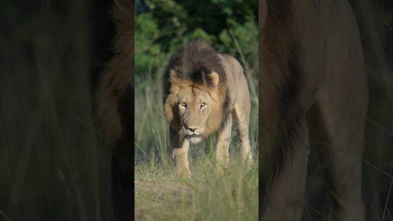 Big male lion strong gaze 