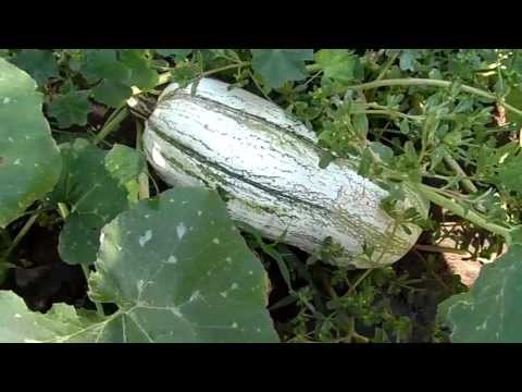 Video: ¿Cuándo cosechar la calabaza cushaw de rayas verdes?