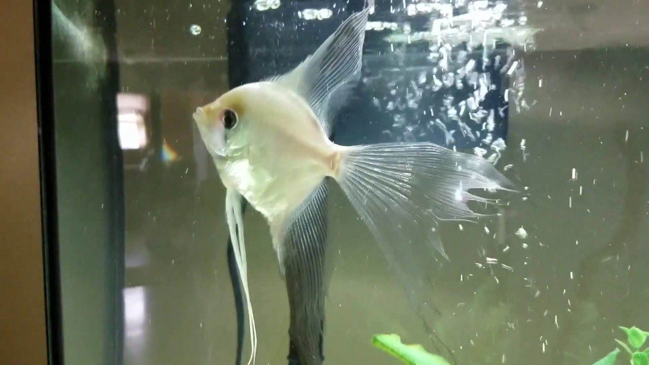 36 gallon fish tank Cách chọn bể cá 36 gallon hoàn hảo để bắt đầu