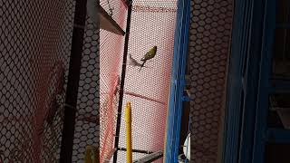 Budgies || #budgies #cutebird #birds #talkingparot #blackfacebudgie