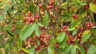 Elaeagnus umbellata hlošina okoličnatá