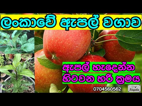 ලංකාවේ ඇපල් වගාව නිවරදිව සිදුකරන්නෙ මෙහෙමයි.Apple cultivation in Sri Lanka (ඇපල් 2)
