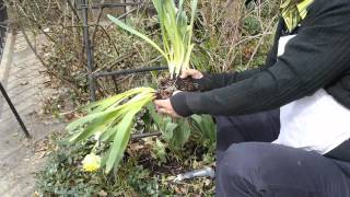 How to Split Bulbs & Store Daffodils