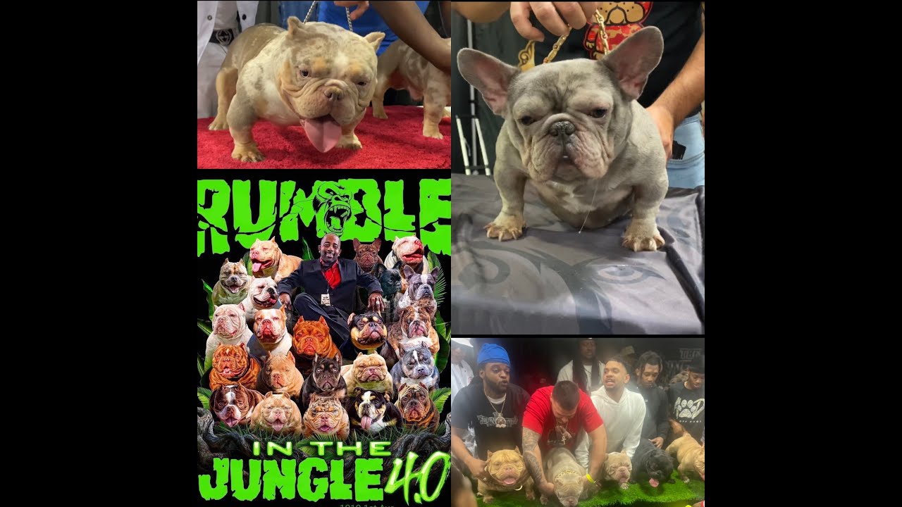 RUMBLE IN THE JUNGLE 4.0 THE BIGGEST DOG SHOW EVER!!! 🤯🤯🤯 THE MOST