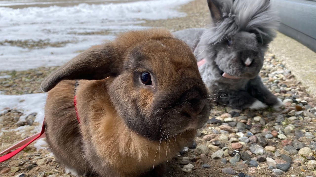 Gør rent i mine kaniners bur og gå tur med karamel og Bell ☃️