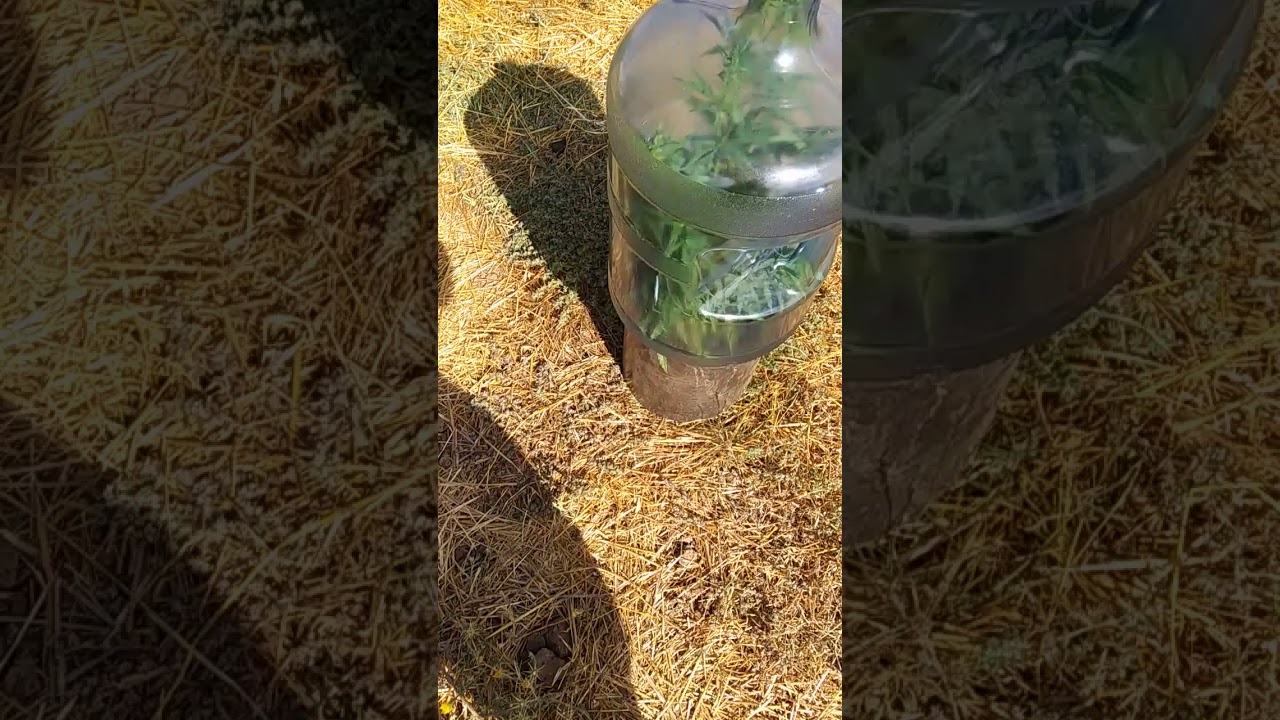 2019 Outdoor Grow Male Plant Ready To Release Pollen "What