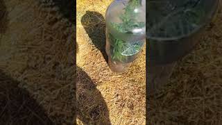 2019 Outdoor Grow Male Plant Ready To Release Pollen "What do u guy's think"