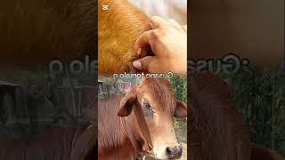 Cow botfly removal done carefully 🐄✨#shorts #cowcare #botfly #animalcare