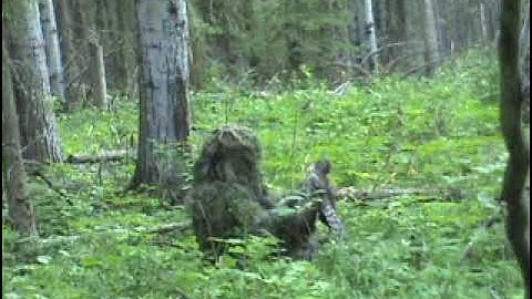Goshawk trapping