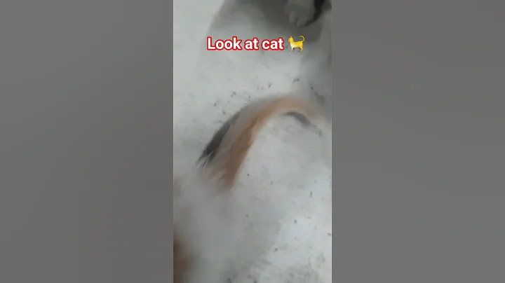 Video 11516101: perfect cat, cat adoption, funny pets, cute cat