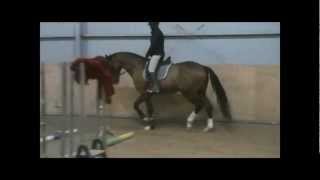 Walentino 3l stallion (CruzeiroL )