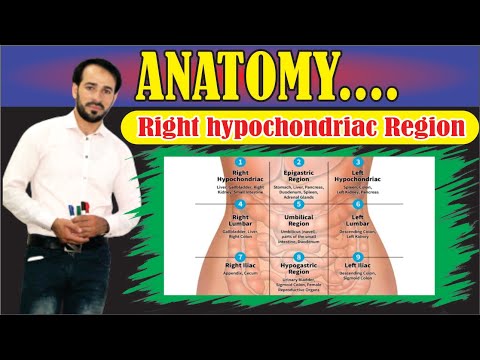 9 Regions of Abdomen  | Organs in right hypochondriac Region | Made Easy