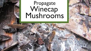 Winecap Mushroom Propagation
The thaw has arrived and so it is time to propagate some spawn of Winecap Mushroom (King Stropharia- Stropharia ruosa annulata). Taking mycelium-inocculated chips from our Winecap bed in the woodlot, we are propagating it on a substrate blend of fresh wood chips from the Axe Cordwood Challenge, some freshly chopped ramial willow chips, and soaked cardboard. This tub of spawn will grow out in our greenhouse and act as the spawn inoculant for a new bed of Winecaps to utilize the chips from the Challenge.
Ideally, in a month or two this bin will be fully colonized by Stropharia mycelium, which will give me a very large dose of spawn to rapidly expand into the chip bed from the challenge.
This method I am using is obviously low tech, and NON-STERILE. Theres lots of very good information on the web and in books for sterile mushroom propagation, but winecap is vigorous and aggressive and can be propagated easily with quick and dirty techniques like this without worrying overly much about contamination from other micro-organisms and fungi species.
Im pretty directly copying this technique from Sean at Edible Acres, from this video. https://www.youtube.com/watch?v=kNMMr9PsTrg
Hes also got a pretty extensive playlist on low tech, DIY mushroom cultivation, here. https://www.youtube.com/playlist?list=PLihFHKqj6JerqOGegzgVgGHu3z7VBNlJF Winecap Mushroom Propagation