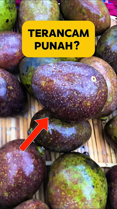 Unique Mango from Kalimantan That is Threatened with Extinction? #shorts #fruit