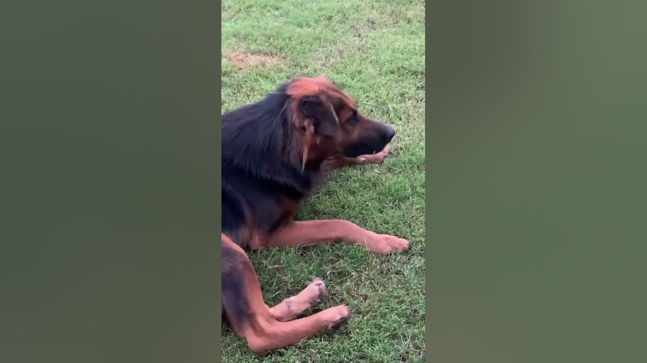 Tiger -German shepherd dog#sparklewithshorts#viralshorts#youtubeshorts#