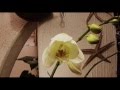 Как распускается орхидея )) немножечко красоты))