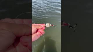 Small Largemouth Bass Release #fishing #bassfishing #bass #catchandrelease