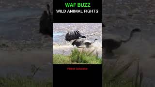 Great! Zebra Escape From Crocodile Jaws #shorts