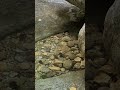 ●2023.08.00. 경기 가평 유명산자연휴양림. 8월초 여름계곡 물고기... #유명산 #자연휴양림 #가평 #물고기 #어류