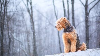 Mental Stimulation for Airedale Terriers  Keep Their Minds Sharp!