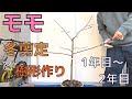 【モモの剪定・樹形作り】2023.12