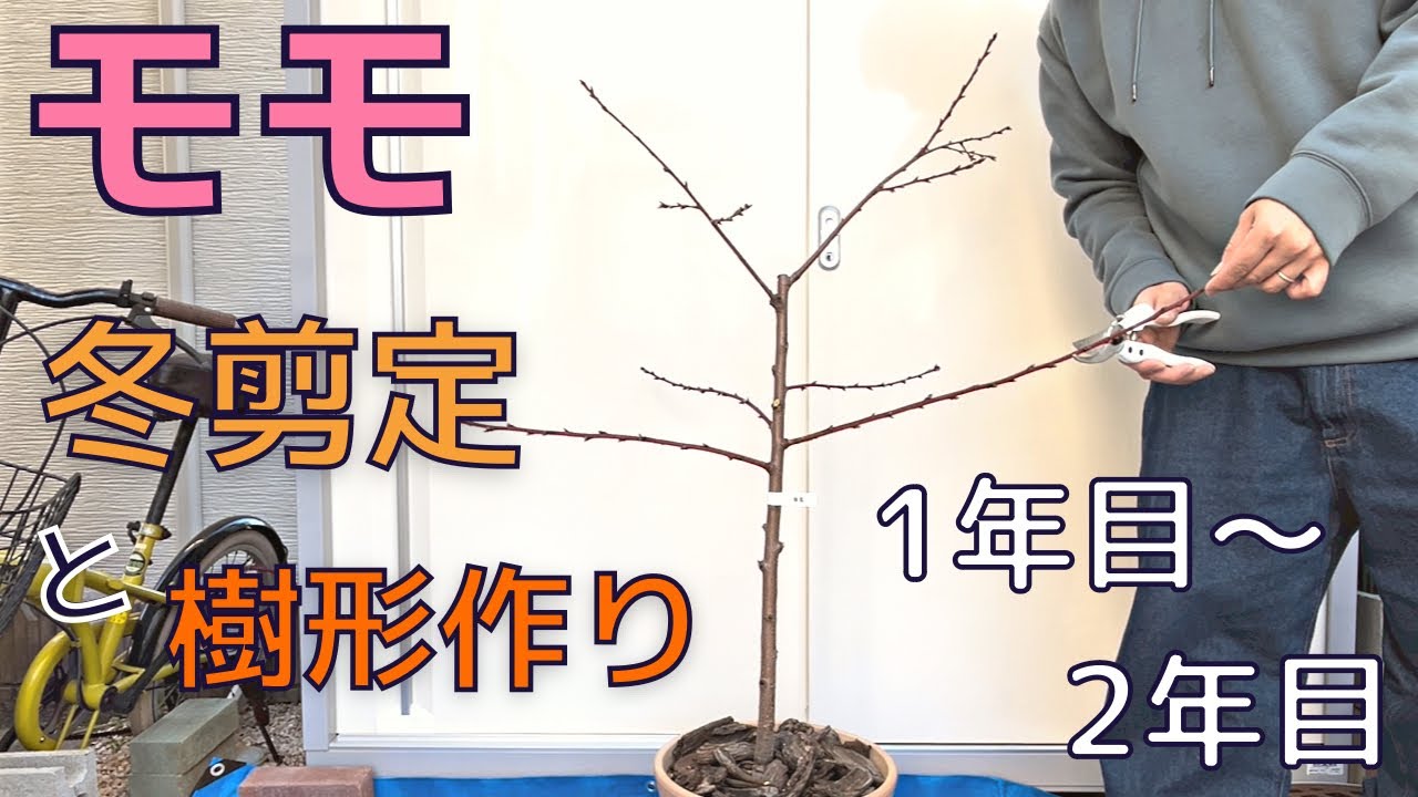 【モモの剪定・樹形作り】2023.12