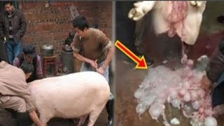 Mổ lợn làm mâm cơm hóa vàng đầu năm, phát hiện đùm trứng dài ngoằng.