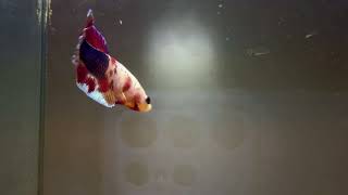 Betta maschio HMPK Multicolor Cod. 802 - esemplari Selezionati disponibili su LAMANGROVIA.COM
