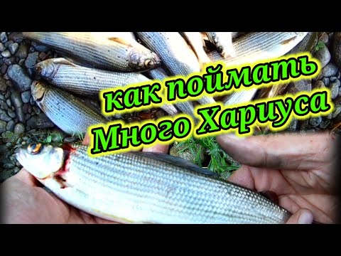 Первый выход и сразу Наловил ☝... Ловлю Хариуса на Сплетню