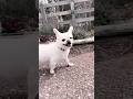 ひだまり広場周辺を散歩する保護犬コマメ