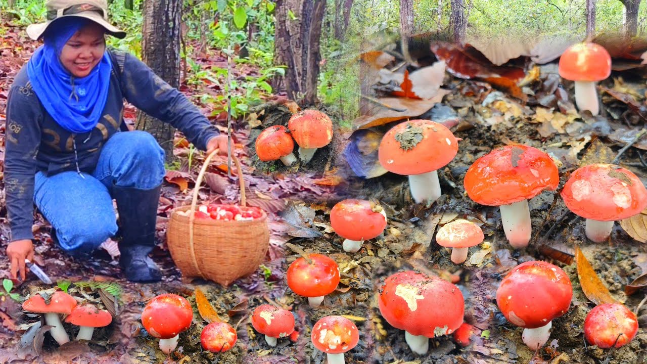 เข้าป่าวันนี้อลังการ ความหมานเห็ดก่อแดงดอกจี๋ ดอกตูม ดอกบาน กำลังงาม แดงเต็มดอย 12 มิถุนายน 2568