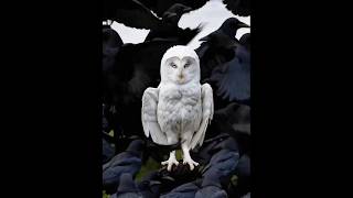 weird animals sounds 🪶 #moon #funny #butifyoucloseyoureyes #edit #lyrics #animals #birds #lifeisbuta