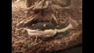 Small Redtail Cat Fish Moving Around.
