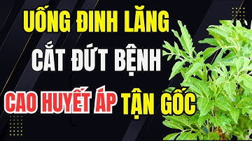 Bác Sĩ Mách: Uống Đinh Lăng “Cắt Đứt” Cao Huyết Áp Từ Gốc – Hiệu Quả Chỉ Sau 1 Tháng