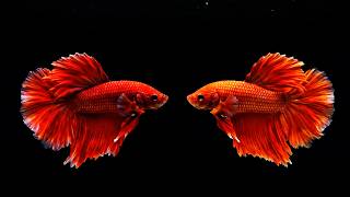 Enchanting Betta Fish Aquarium | Deep Sleep Music for Rest screenshot 3