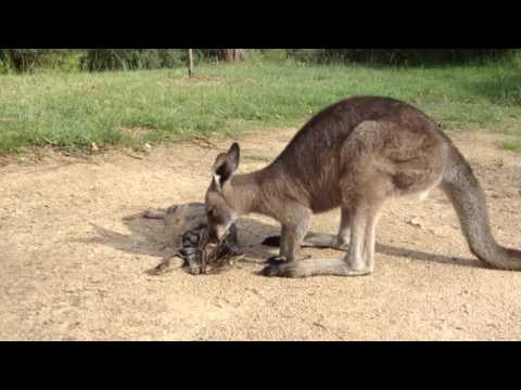 They Weren’t Sure How The Kangaroo Would React To The Cat…But Just Wait Till You See THIS!