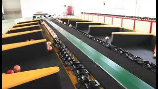 Citrus Apple lemon Orange fruit Sorter Orange Sorting Machine Orange Grading Machine by PLC computer