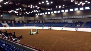 2012 APHA World Show Amateur Hunter Hack - DG One Sonny Image