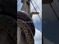 sucuri gigante no poste de luz #serpente #sucurigigante #animals #serpente #fypシ゚viral