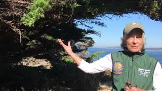 Discover the Trees of Point Lobos State Natural Reserve!