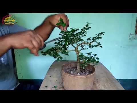 Regular service on a Sheora tree to create bonsai. 