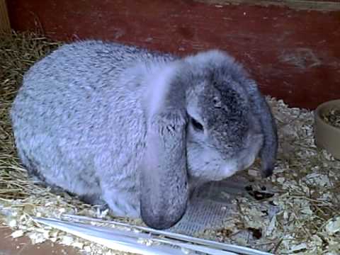 german lop bunny