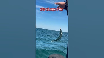 Câu Cá Nục ở Úc #cauca #canuc #fishing #mackerel #australia #úc