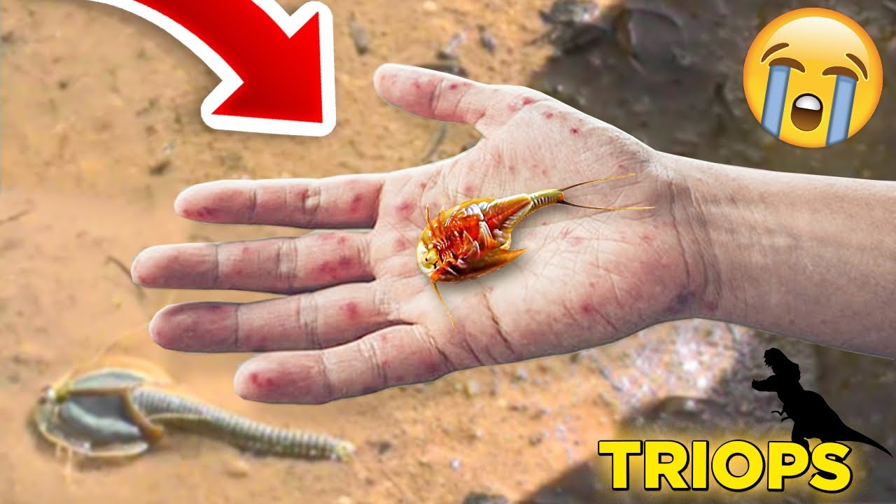 MEU TRIOPS MORREU… Animais da época dos Dinossauros