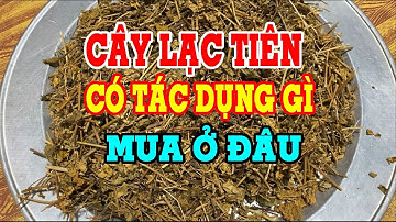 Cây lạc tiên - Cây lạc tiên có tác dụng gì - Cây lạc tiên chữa mất ngủ - Mua cây lạc tiên ở đâu